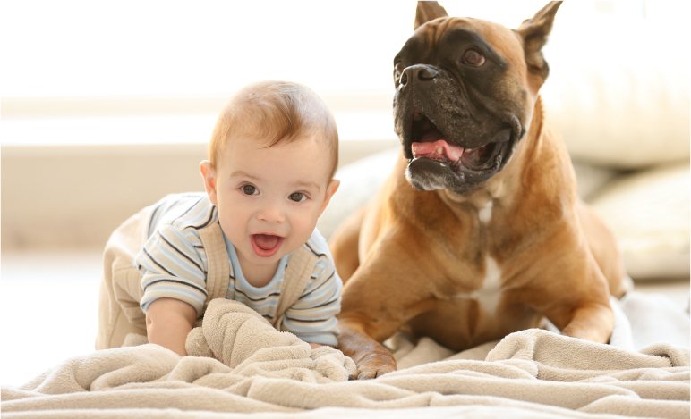 赤ちゃんと犬