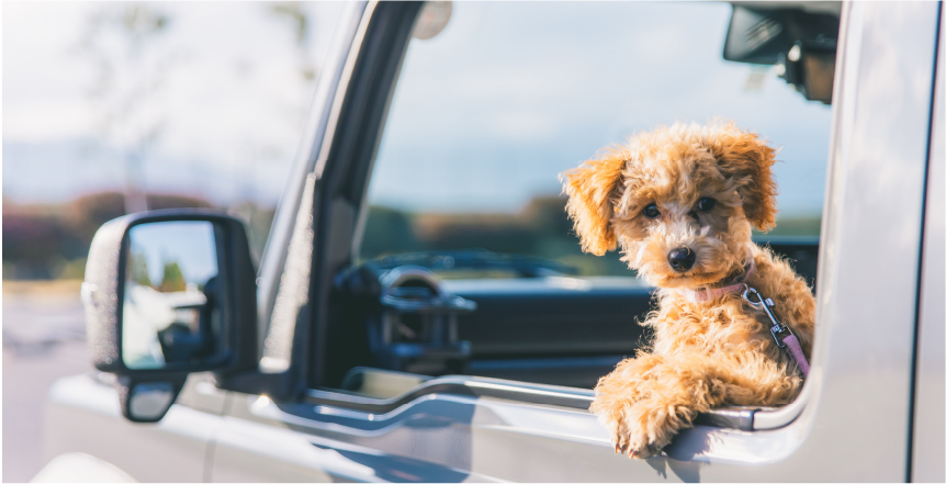 車から覗く犬