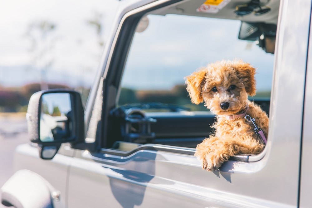 車から顔を出す犬